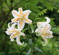 Lilium Auratum